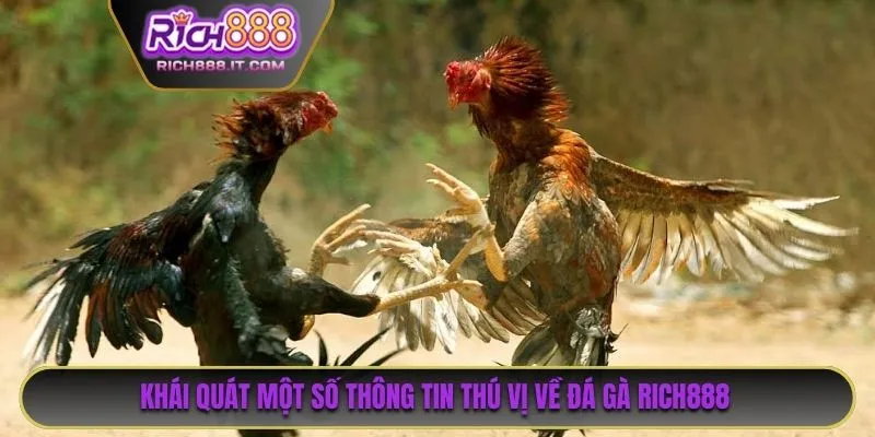 Khái quát một số thông tin thú vị về đá gà RICH888