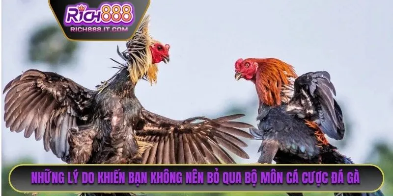 Những lý do khiến bạn không nên bỏ qua bộ môn cá cược đá gà